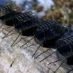 Delphin River Feeder Hranilice STIX